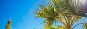 Coachella Valley Vegetation. Palm Springs, California, United States of America.